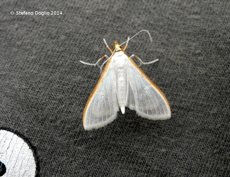 piccola falena da id. (Barletta)